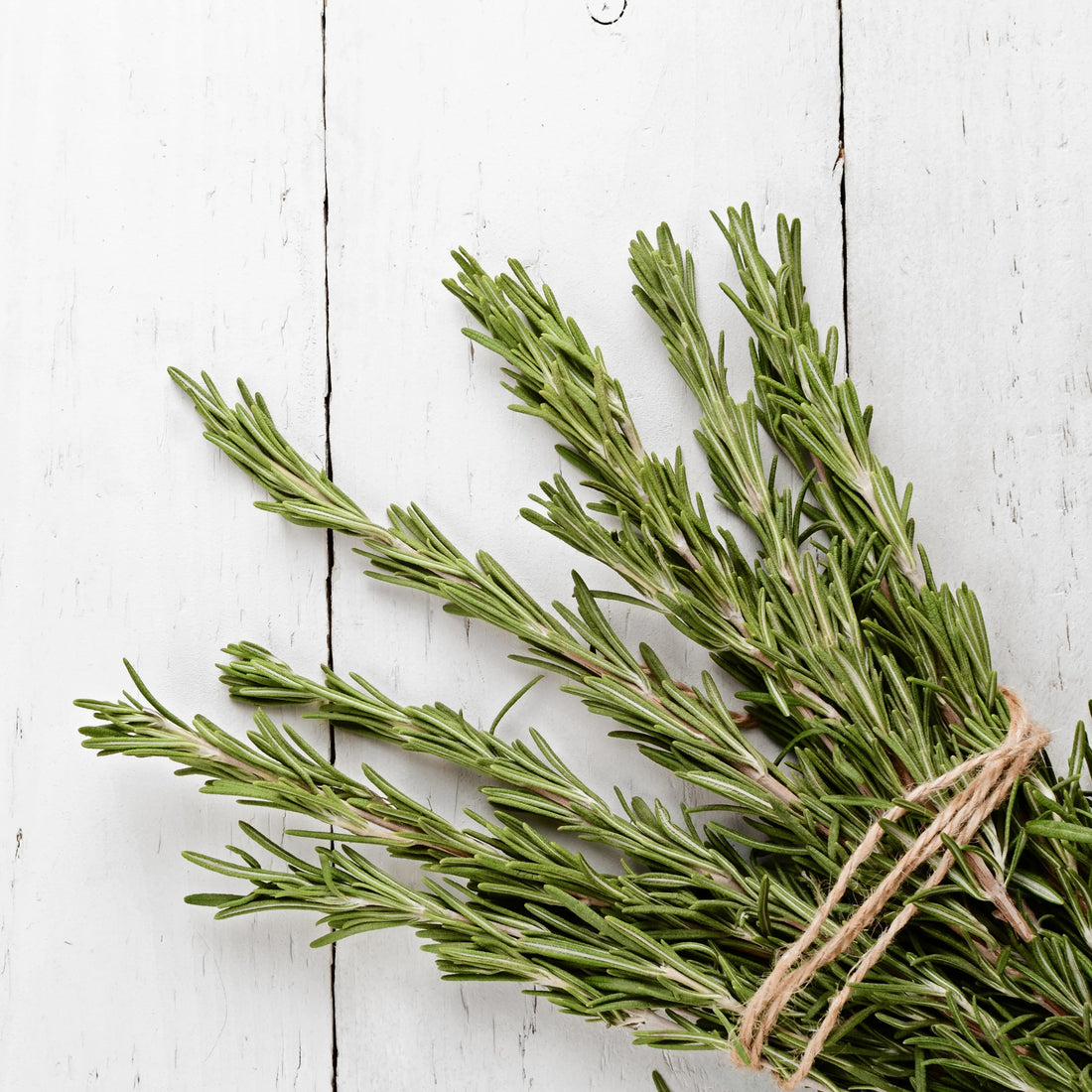 Healing Plants Series: Rosemary